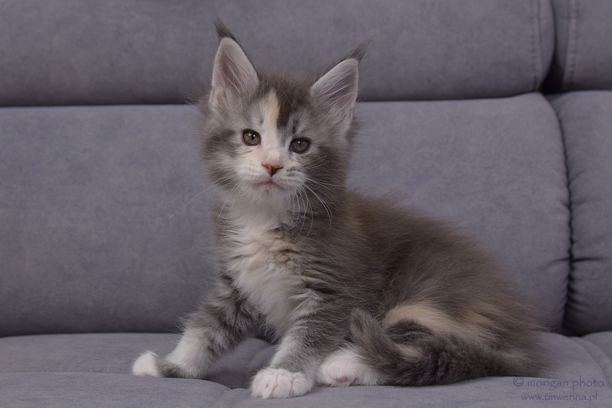 kocięta maine coon